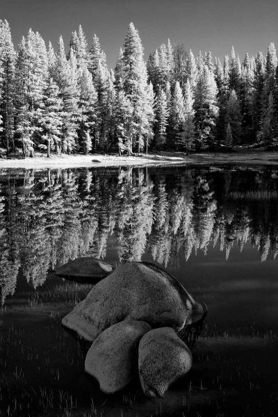 California, Yosemite Forest reflects in a pond